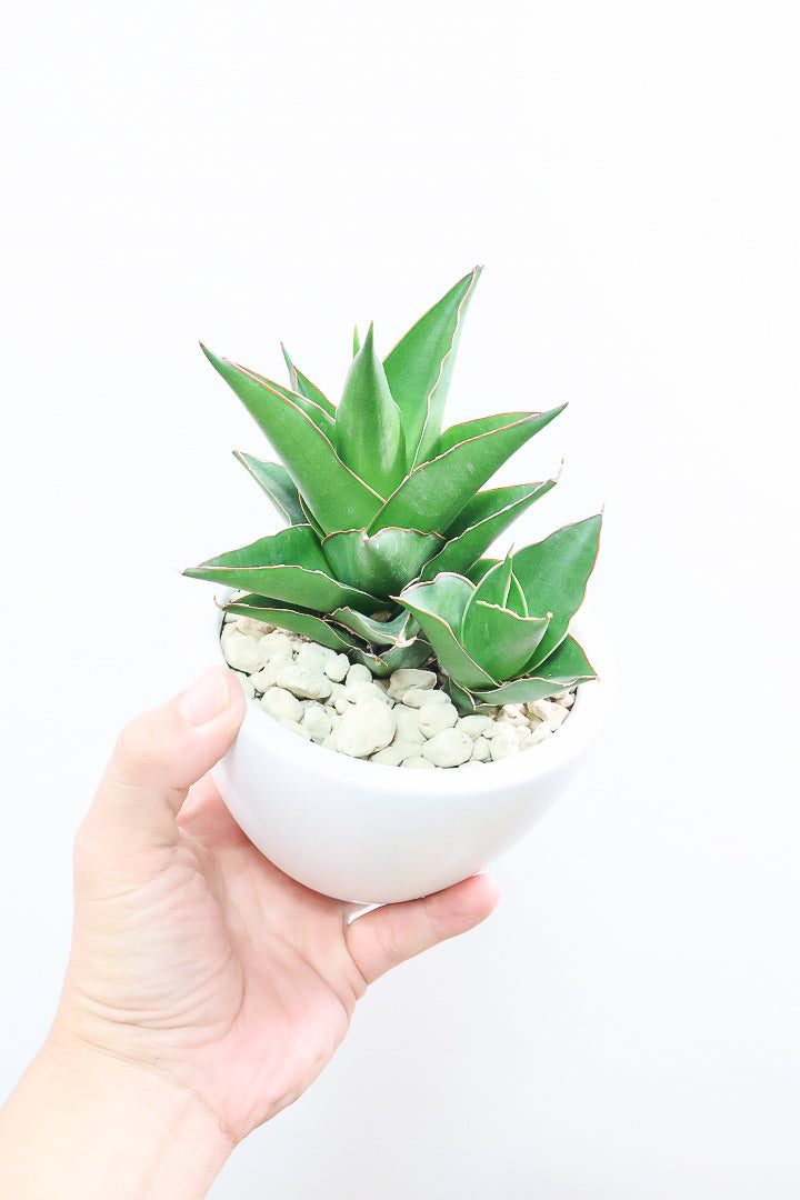 【サンスベリア タワー】APEGO初入荷の品種！見た目から想像できると思いますが、めっちゃ硬い葉です！