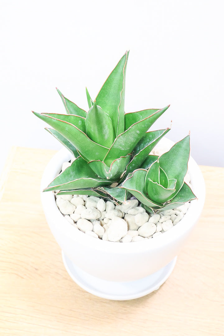 サンスベリア タワーW60635| 観葉植物の通信販売 | APEGO(アペーゴ)