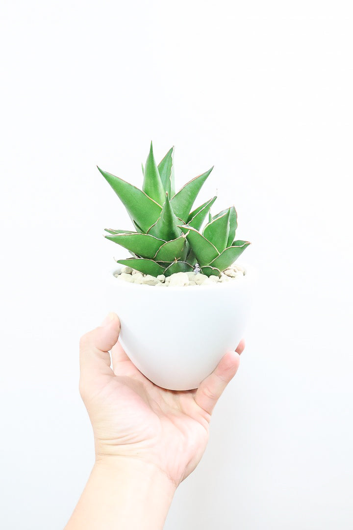 【サンスベリア タワー】APEGO初入荷の品種！見た目から想像できると思いますが、めっちゃ硬い葉です！