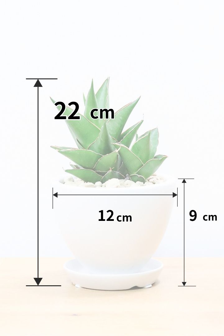 サンスベリア TAWA- W60635| 観葉植物の通信販売 | APEGO(アペーゴ)