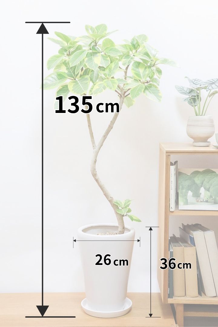 【アルテシマ】コンパクトな葉っぱのタイプ！この樹形は見ごたえがありますので、オススメです！
