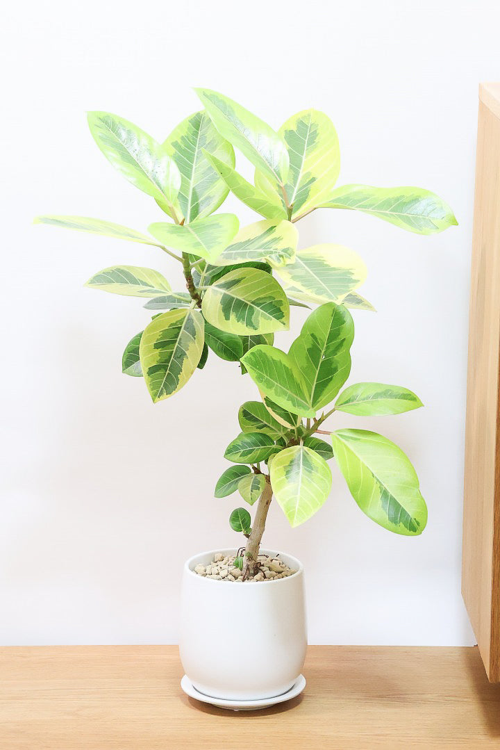 8,501円～12,000円| 観葉植物の通信販売 | APEGO(アペーゴ)