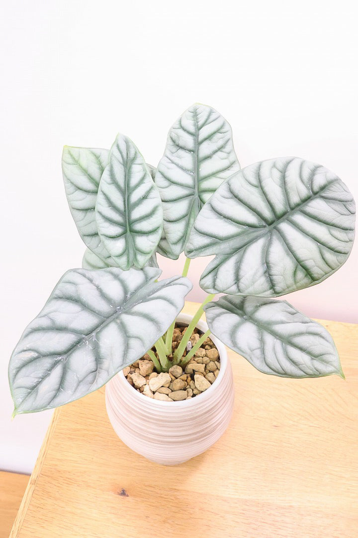 アロカシア シルバードラゴンWIV60643観葉植物の通信販売