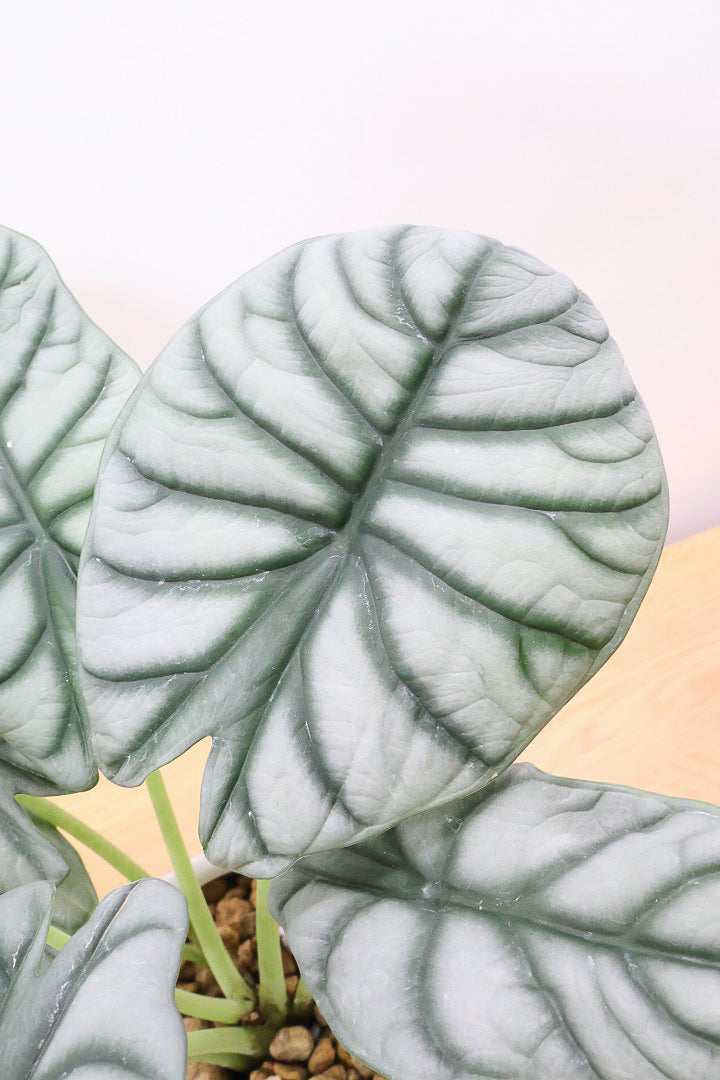 アロカシア シルバードラゴンWIV60643観葉植物の通信販売