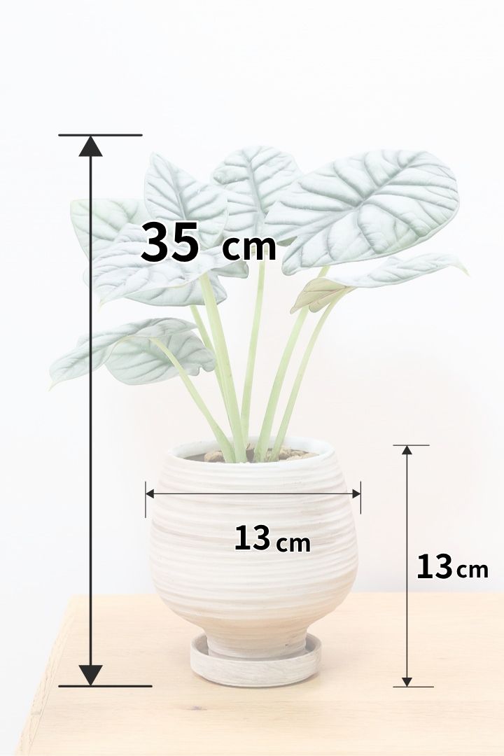 極斑 アロカシア シルバードラゴン アルボ 極斑 アロカシア シルバードラゴン アルボ アロカシア ドラゴン