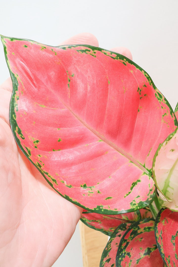 【アグラオネマ ビューティ】今の季節の新葉が一番きれい！この美しい葉っぱをぜひ見て欲しいんです！