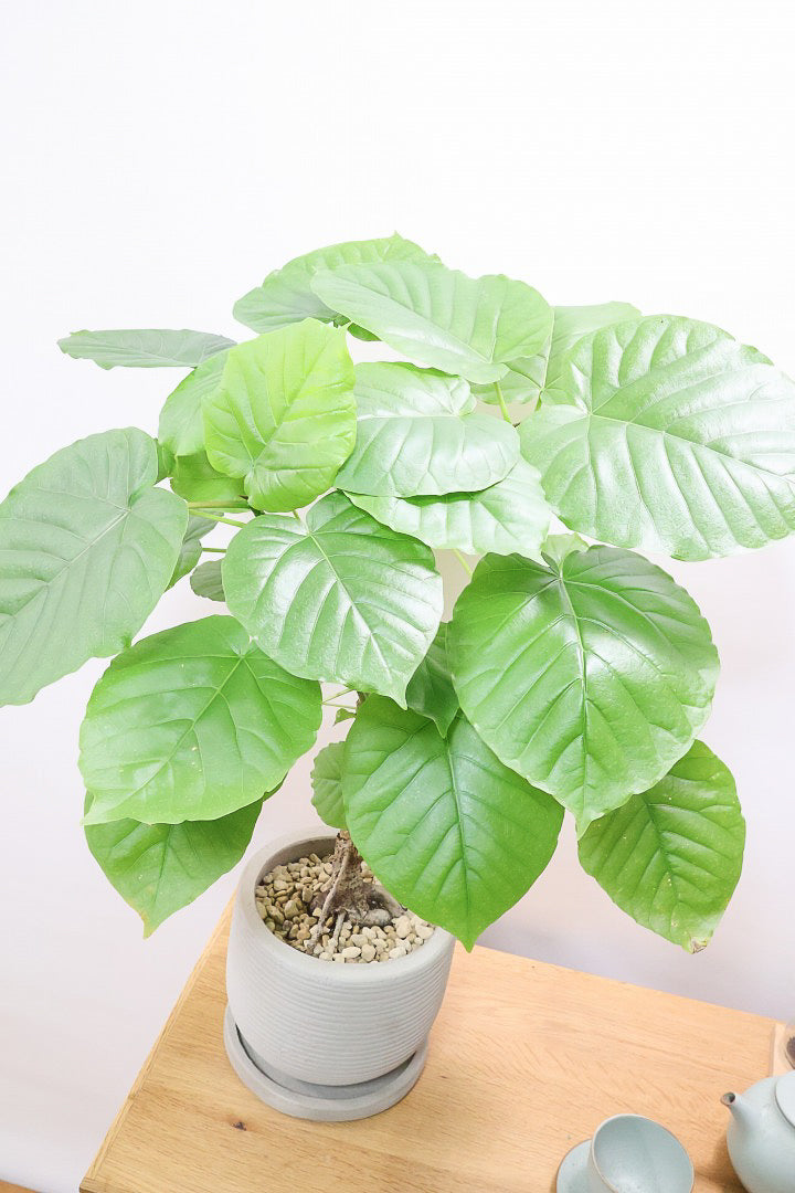 【ウンベラータ】ちょっとかわった年季の入った幹！他には無い独特な雰囲気のある樹形なんです！