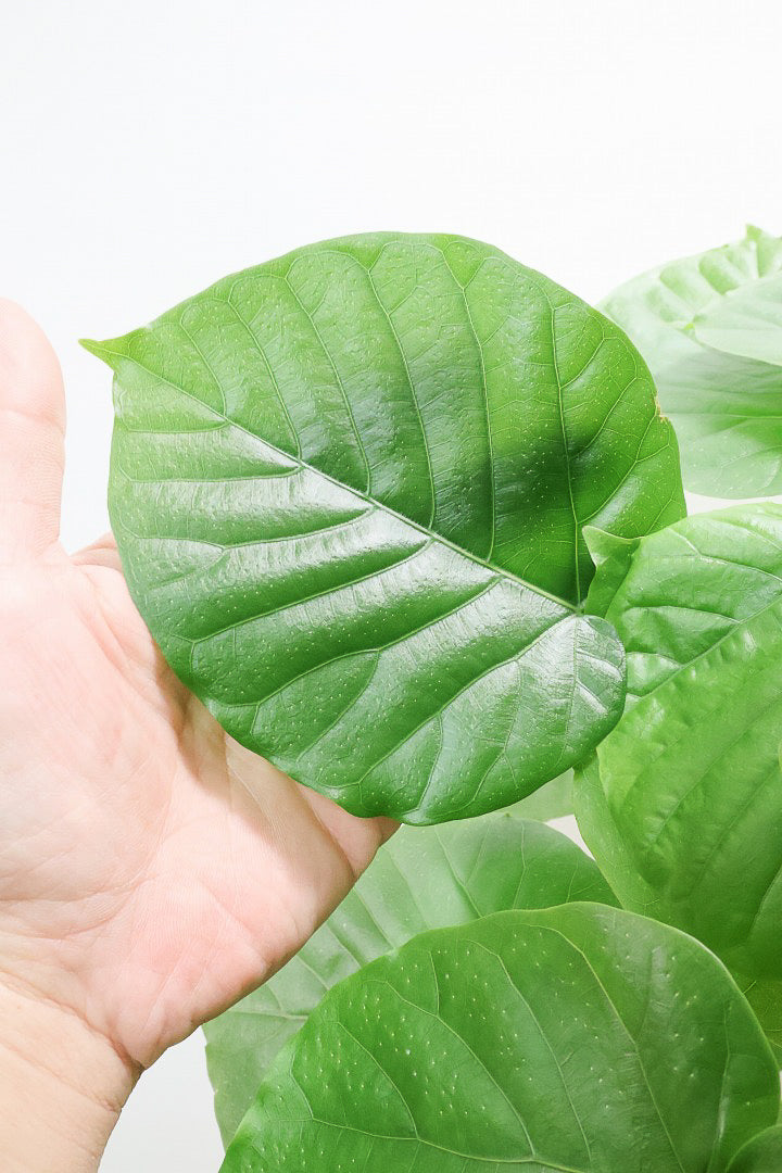 【ウンベラータ】ちょっとかわった年季の入った幹！他には無い独特な雰囲気のある樹形なんです！