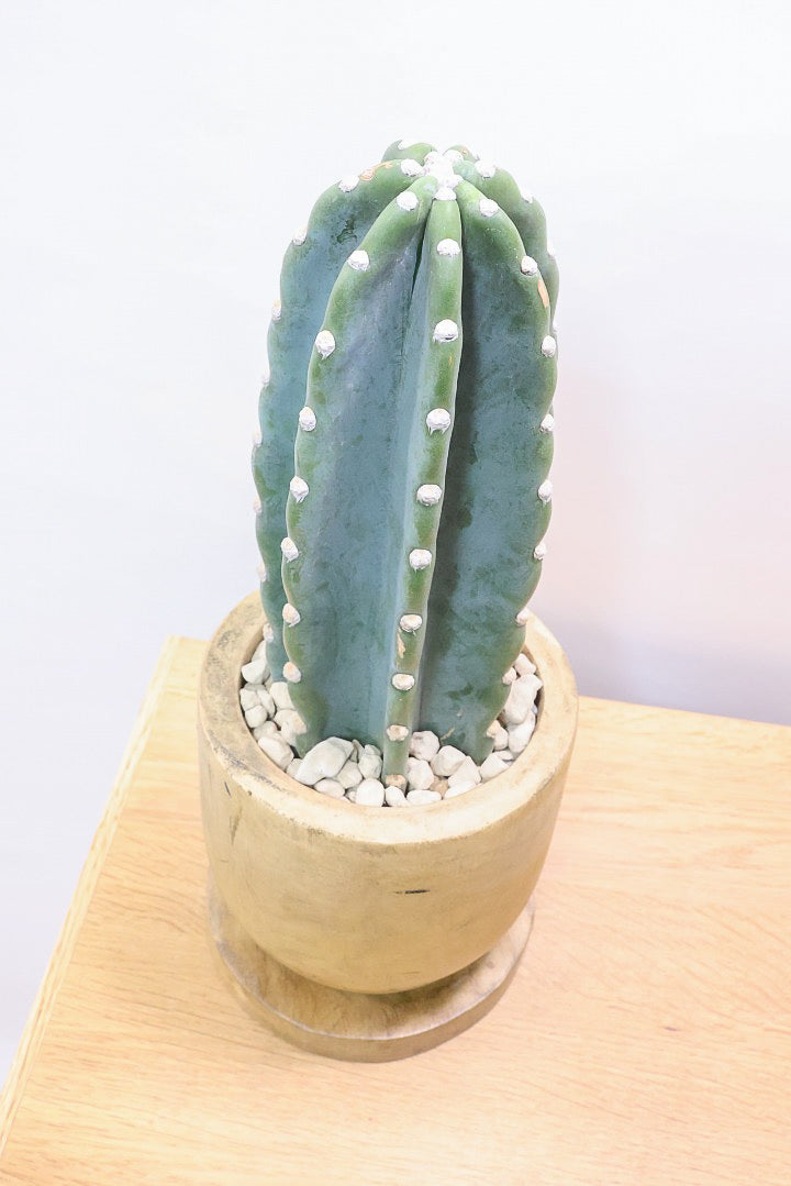 【サボテン 鬼面角】人気の木製POTに合わせました！サボテンの中でも王道中の王道の品種です！