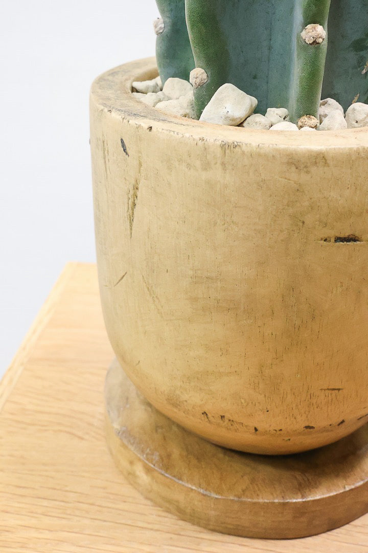 【サボテン 鬼面角】人気の木製POTに合わせました！サボテンの中でも王道中の王道の品種です！