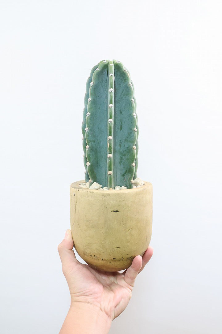 【サボテン 鬼面角】人気の木製POTに合わせました！サボテンの中でも王道中の王道の品種です！