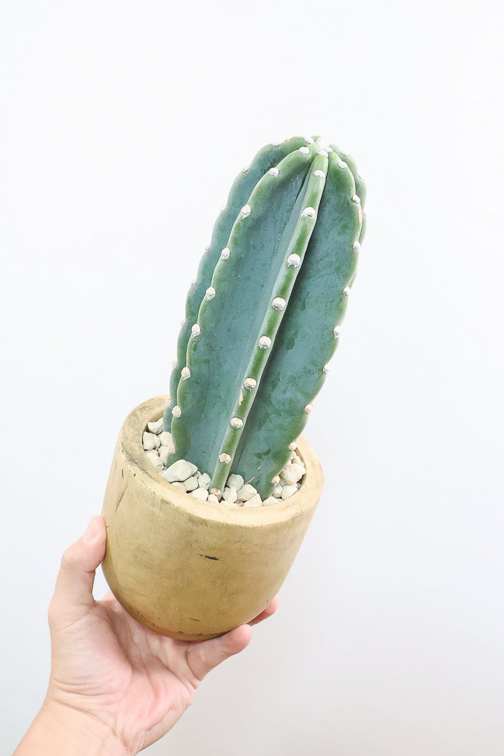【サボテン 鬼面角】人気の木製POTに合わせました！サボテンの中でも王道中の王道の品種です！