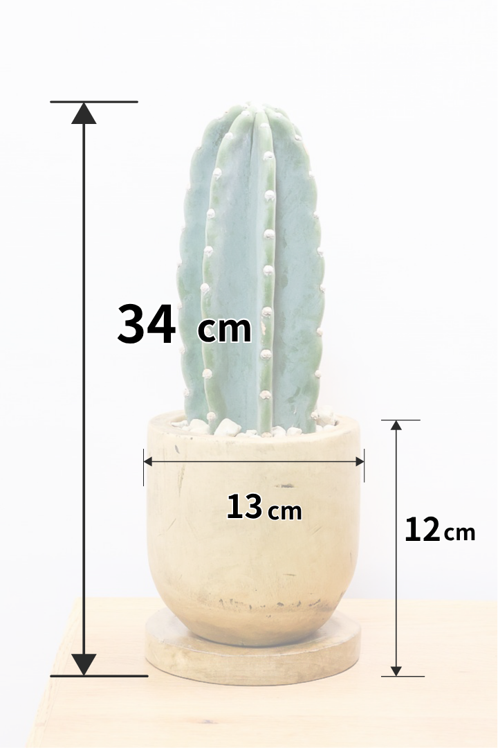 【サボテン 鬼面角】人気の木製POTに合わせました！サボテンの中でも王道中の王道の品種です！