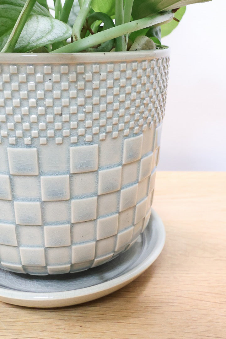 【モンステラ シルテペカナ】POTも同系色で合わせてみました！シルバー系の葉が素敵な希少種です。