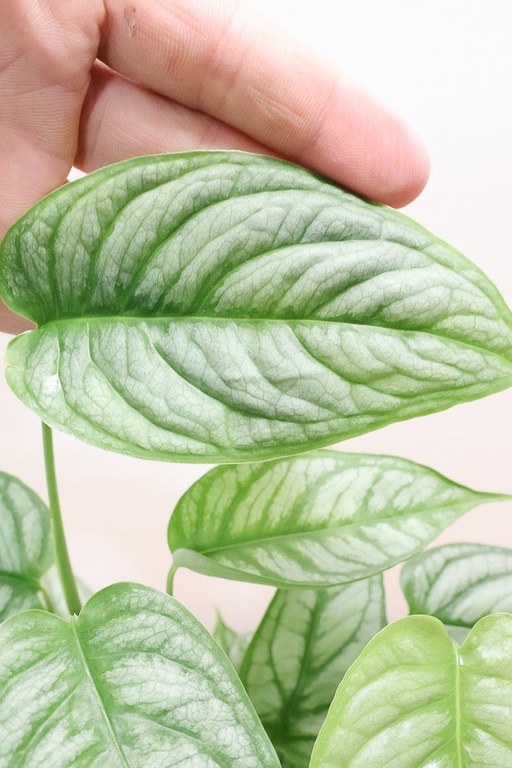 モンステラ シルテペカナYGL60654| 観葉植物の通信販売 | APEGO