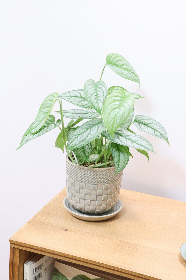 【モンステラ シルテペカナ】POTも同系色で合わせてみました！シルバー系の葉が素敵な希少種です。