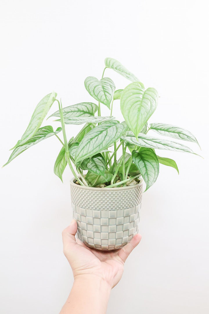 【モンステラ シルテペカナ】POTも同系色で合わせてみました！シルバー系の葉が素敵な希少種です。