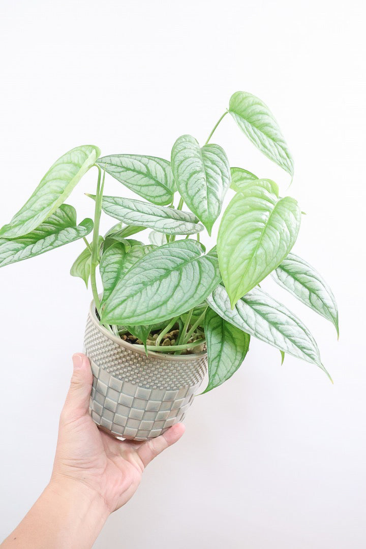【モンステラ シルテペカナ】POTも同系色で合わせてみました！シルバー系の葉が素敵な希少種です。