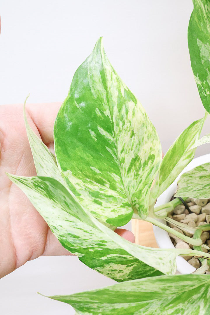 【ポトス マーブルクイーン】古くから愛されている人気種。葉模様の美しさに人気なのが納得です！