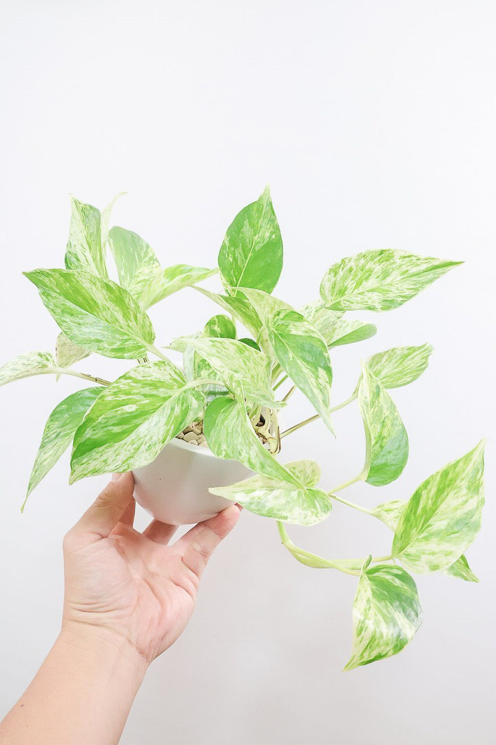 【ポトス マーブルクイーン】古くから愛されている人気種。葉模様の美しさに人気なのが納得です！