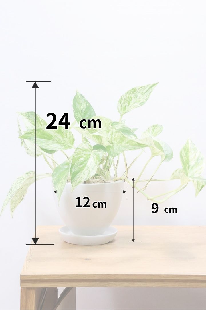 【ポトス マーブルクイーン】古くから愛されている人気種。葉模様の美しさに人気なのが納得です！