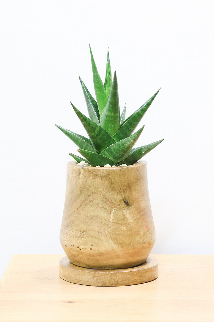 【サンスベリア インドツー】人気の木製POT！仲良しの生産者さんからいい形のものを分けてもらいました！いいバランスです！
