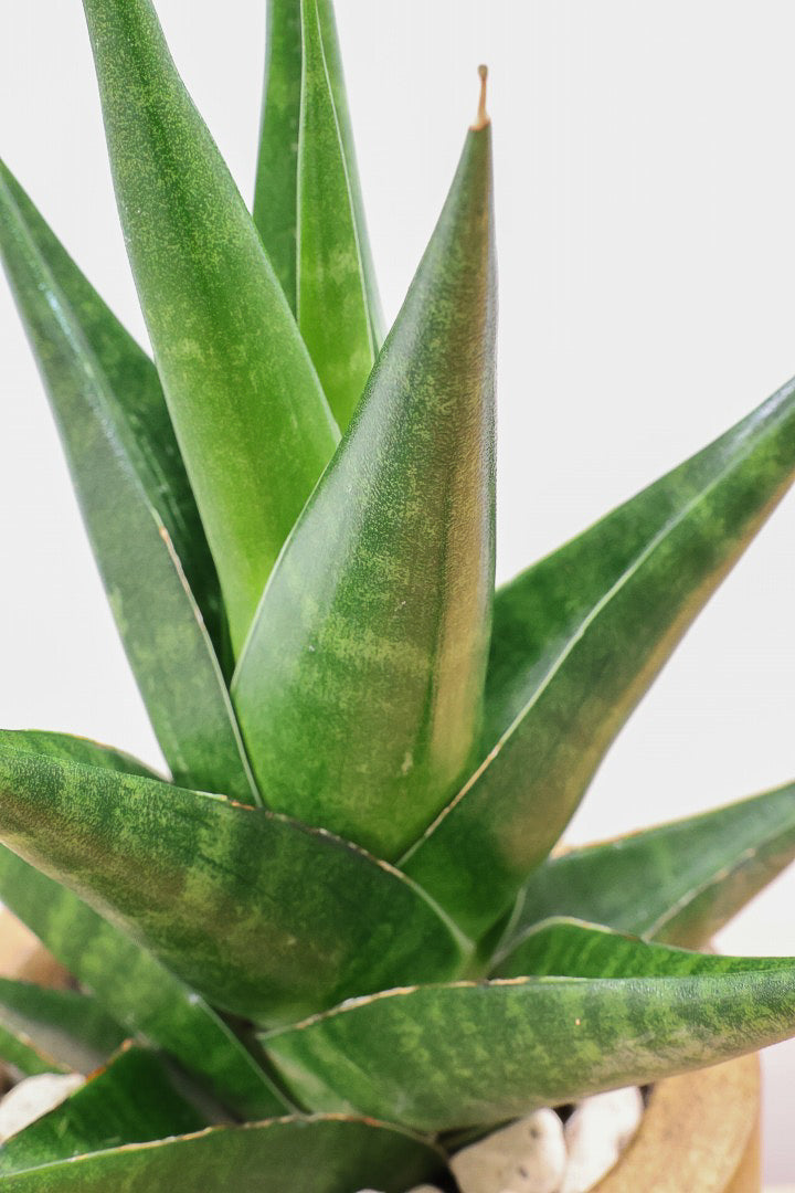 【サンスベリア インドツー】人気の木製POT！仲良しの生産者さんからいい形のものを分けてもらいました！いいバランスです！