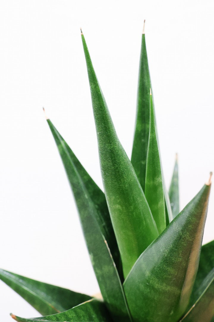 【サンスベリア インドツー】人気の木製POT！仲良しの生産者さんからいい形のものを分けてもらいました！いいバランスです！