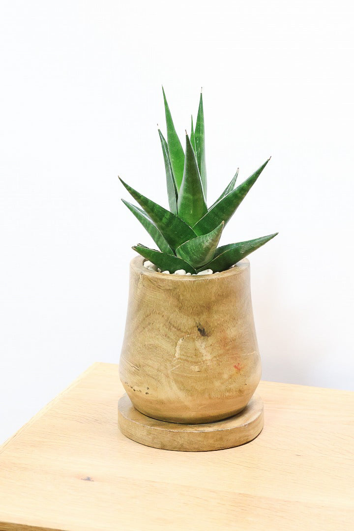 【サンスベリア インドツー】人気の木製POT！仲良しの生産者さんからいい形のものを分けてもらいました！いいバランスです！