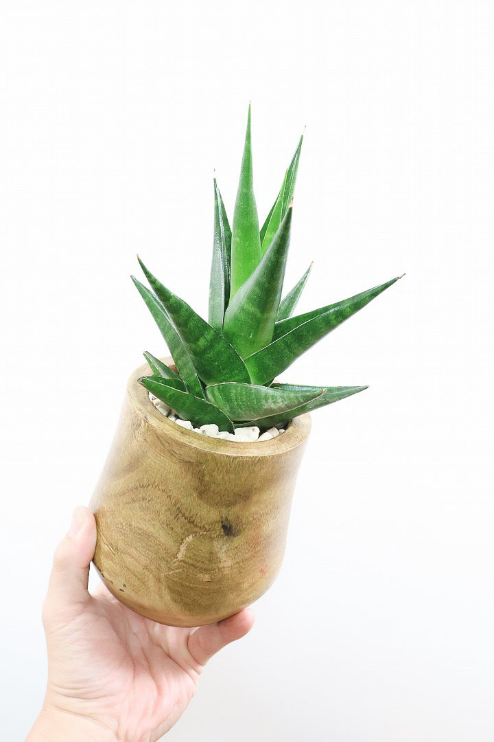 【サンスベリア インドツー】人気の木製POT！仲良しの生産者さんからいい形のものを分けてもらいました！いいバランスです！