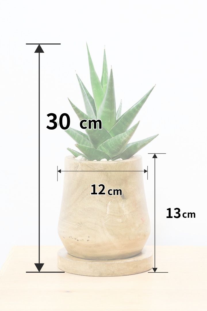 【サンスベリア インドツー】人気の木製POT！仲良しの生産者さんからいい形のものを分けてもらいました！いいバランスです！