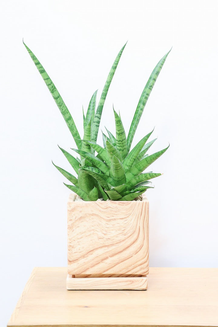 【サンスベリア ハイブリッド】木目調のＰＯＴ！希少な群生タイプ！こう見えて1株から分枝しています！POTとの相性もGOOD！