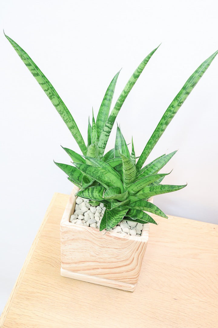 【サンスベリア ハイブリッド】木目調のＰＯＴ！希少な群生タイプ！こう見えて1株から分枝しています！POTとの相性もGOOD！