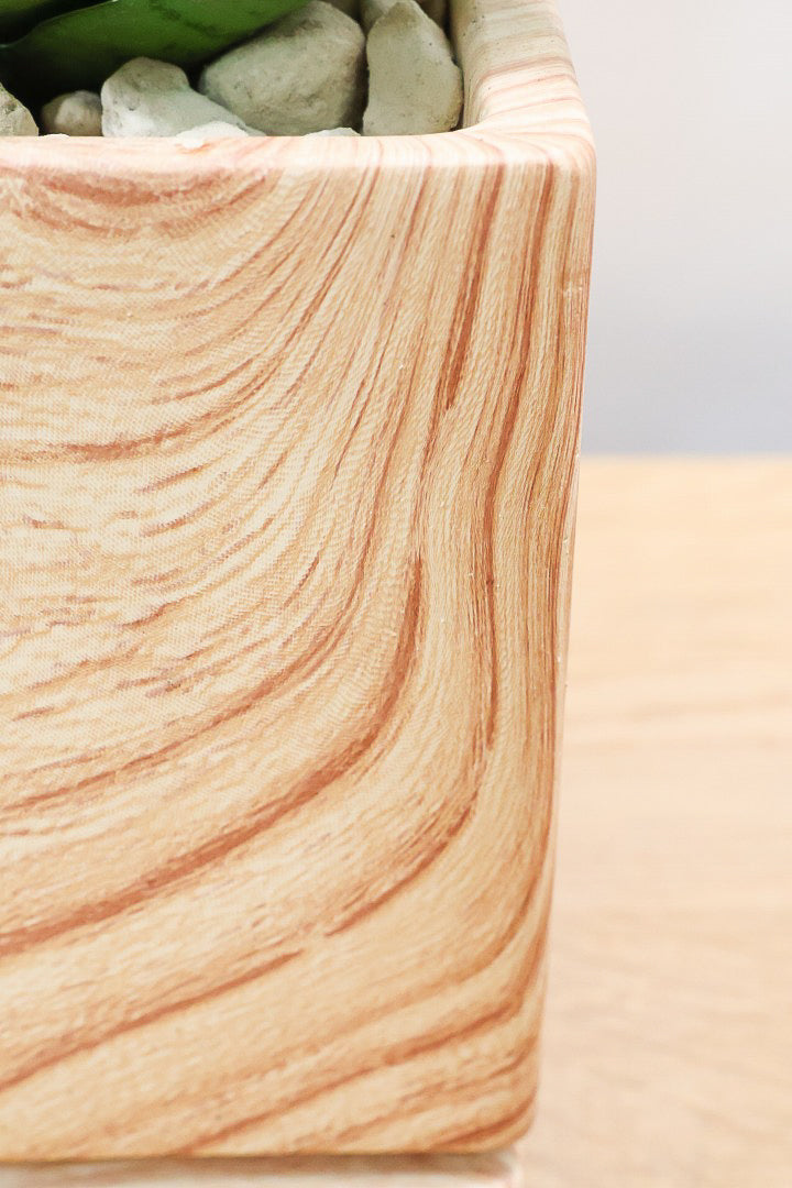 【サンスベリア ハイブリッド】木目調のＰＯＴ！希少な群生タイプ！こう見えて1株から分枝しています！POTとの相性もGOOD！