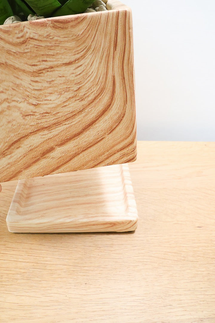 【サンスベリア ハイブリッド】木目調のＰＯＴ！希少な群生タイプ！こう見えて1株から分枝しています！POTとの相性もGOOD！