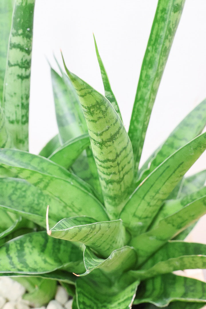 【サンスベリア ハイブリッド】木目調のＰＯＴ！希少な群生タイプ！こう見えて1株から分枝しています！POTとの相性もGOOD！