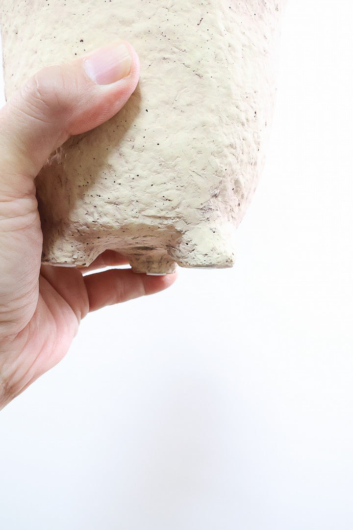 【ソフォラ リトルベイビー】ミニミニのかわいい葉っぱがかわいい!育てやすい観葉植物! 寒さに強いです！