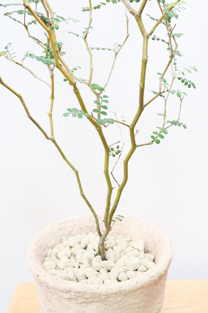 【ソフォラ リトルベイビー】ミニミニのかわいい葉っぱがかわいい!育てやすい観葉植物! 寒さに強いです！