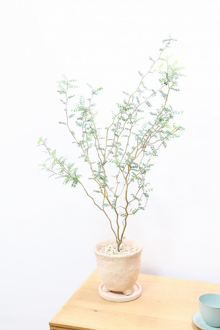 【ソフォラ リトルベイビー】ミニミニのかわいい葉っぱがかわいい!育てやすい観葉植物! 寒さに強いです！