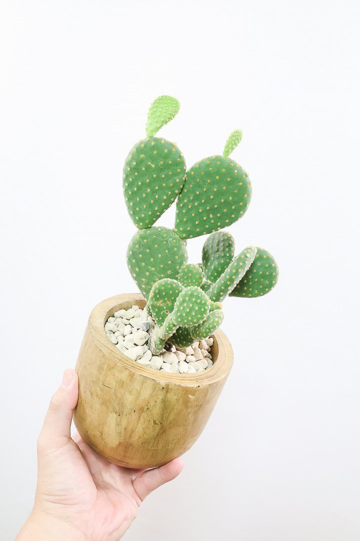 【オプンチア ゴールデンバニー】ウサギの耳のようなかわいいフォルム！葉数も多いのでおススメです！