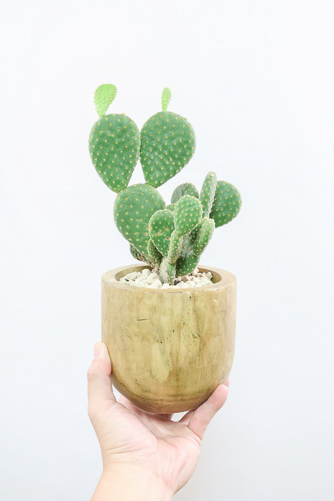 バニーカクタスWW60660| 観葉植物の通信販売 | APEGO(アペーゴ)