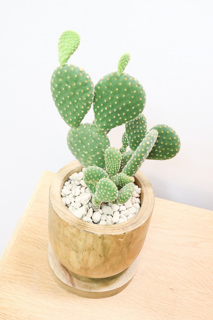 【オプンチア ゴールデンバニー】ウサギの耳のようなかわいいフォルム！葉数も多いのでおススメです！