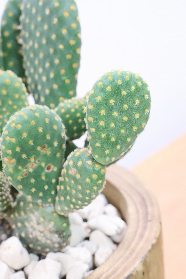 【オプンチア ゴールデンバニー】ウサギの耳のようなかわいいフォルム！葉数も多いのでおススメです！