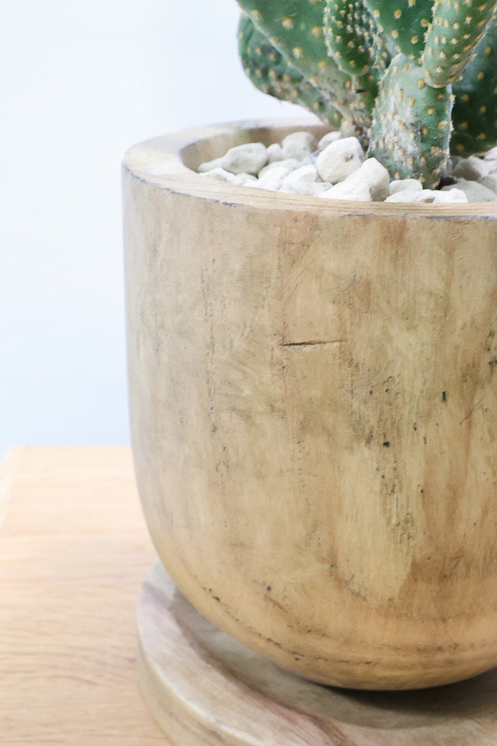 【オプンチア ゴールデンバニー】ウサギの耳のようなかわいいフォルム！葉数も多いのでおススメです！