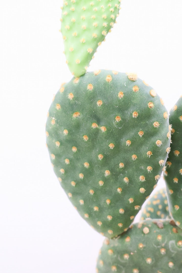 【オプンチア ゴールデンバニー】ウサギの耳のようなかわいいフォルム！葉数も多いのでおススメです！