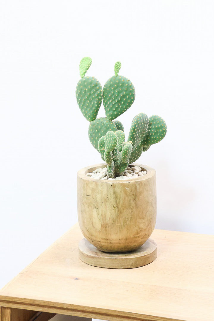 バニーカクタスWW60660| 観葉植物の通信販売 | APEGO(アペーゴ)