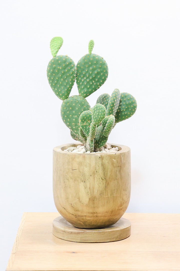 【オプンチア ゴールデンバニー】ウサギの耳のようなかわいいフォルム！葉数も多いのでおススメです！