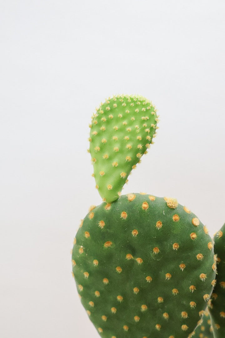 【オプンチア ゴールデンバニー】ウサギの耳のようなかわいいフォルム！葉数も多いのでおススメです！