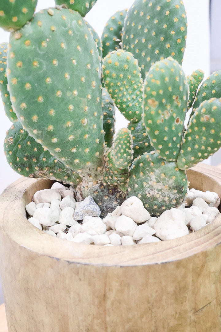 【オプンチア ゴールデンバニー】ウサギの耳のようなかわいいフォルム！葉数も多いのでおススメです！