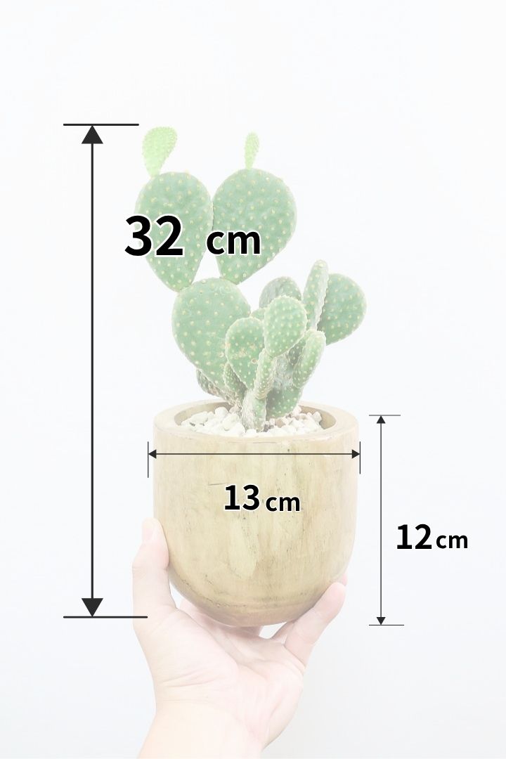 【オプンチア ゴールデンバニー】ウサギの耳のようなかわいいフォルム！葉数も多いのでおススメです！